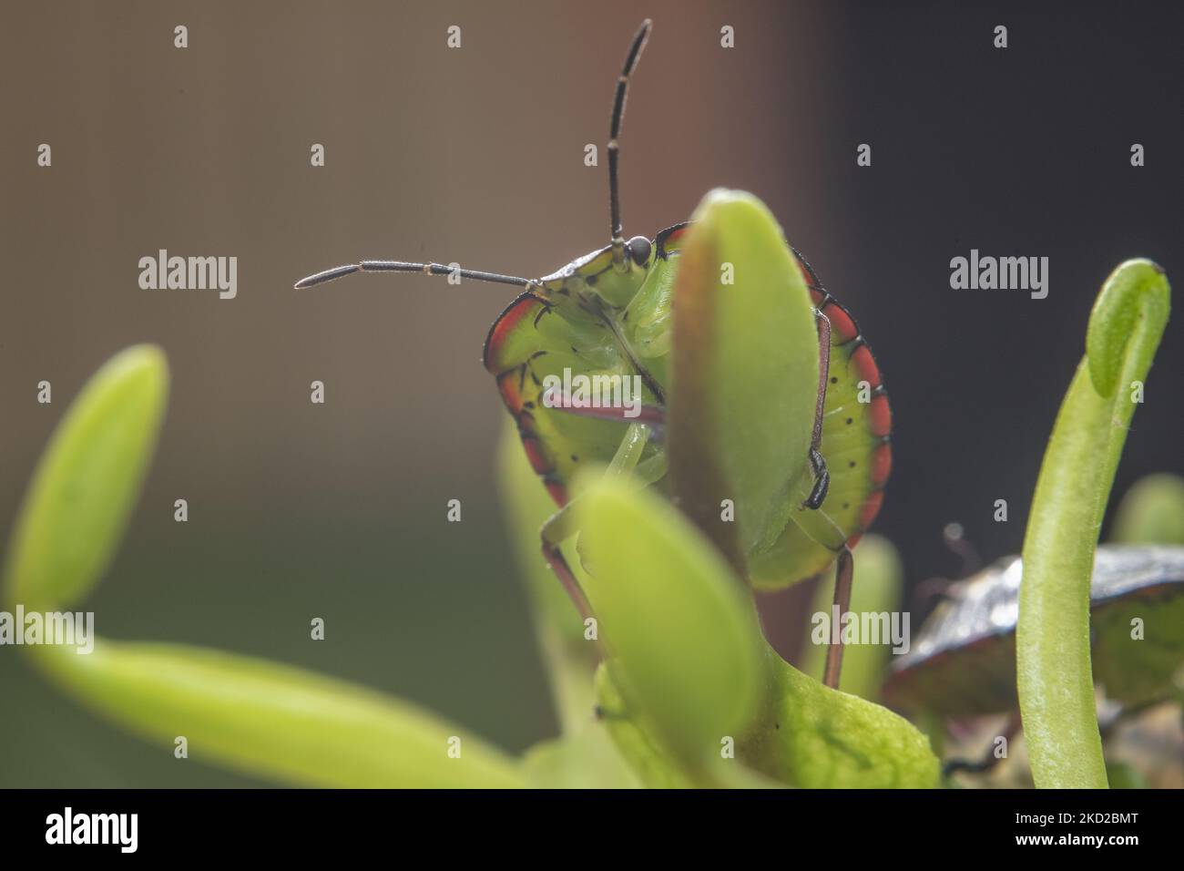 A shield bug also known as green vegetable bug or stink bug (Nezara