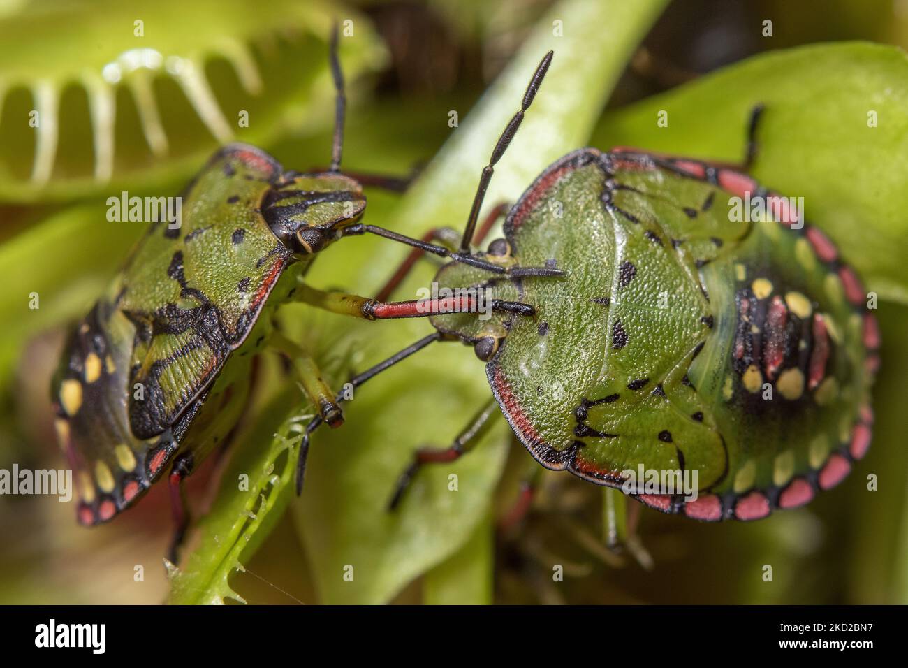 Shield bugs also known as green vegetable bugs or stink bugs (Nezara