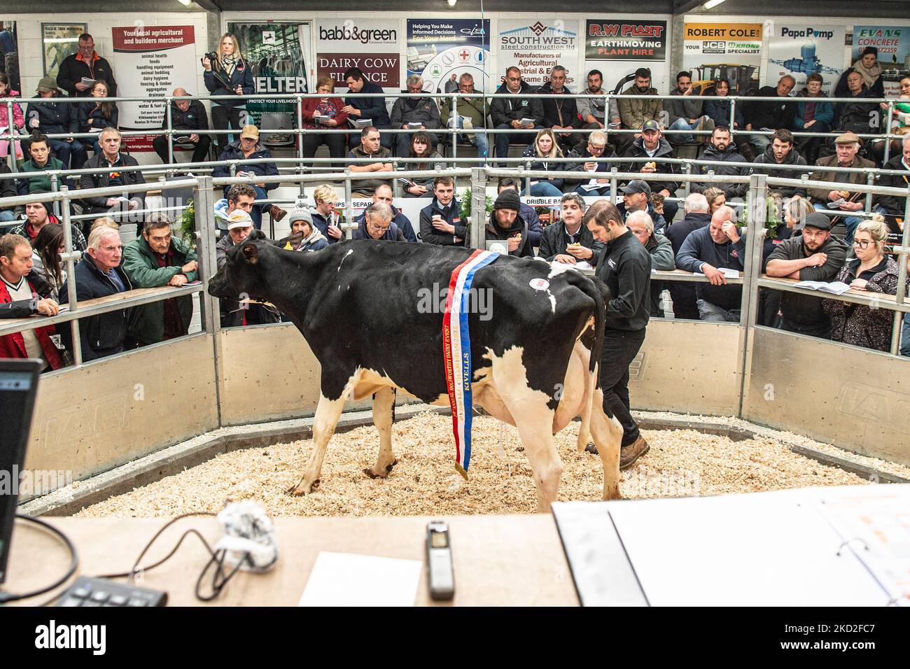 champion cow in the sales ring Stock Photo