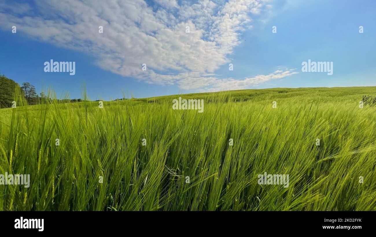 Fresh green grass blue sky hi-res stock photography and images - Alamy