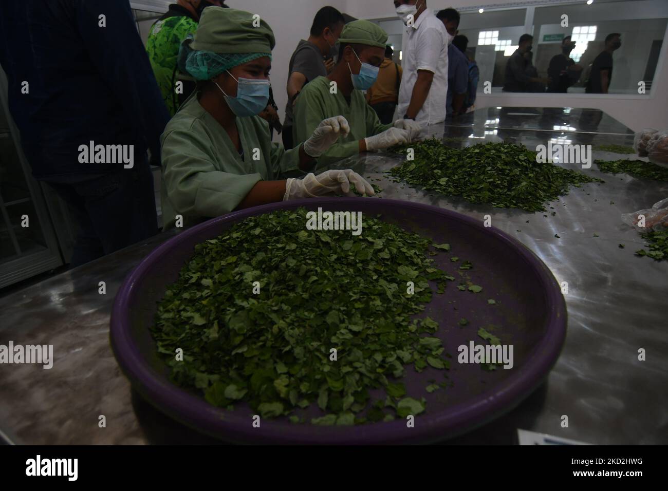 Workers work on the processing of Moringa plants at PT Kelor Organik Indonesia (KOI) in Palu City, Central Sulawesi Province, Indonesia Sunday (13/2/2022). The factory as well as the learning center for the first and largest Moringa plant processing in Southeast Asia produces a variety of food products, traditional medicines and cosmetics made from the Moringa plant. In addition to meeting the needs of consumers in Indonesia, the processed Moringa products also meet world demand, including Europe and America. (Photo by Mohamad Hamzah/NurPhoto) Stock Photo