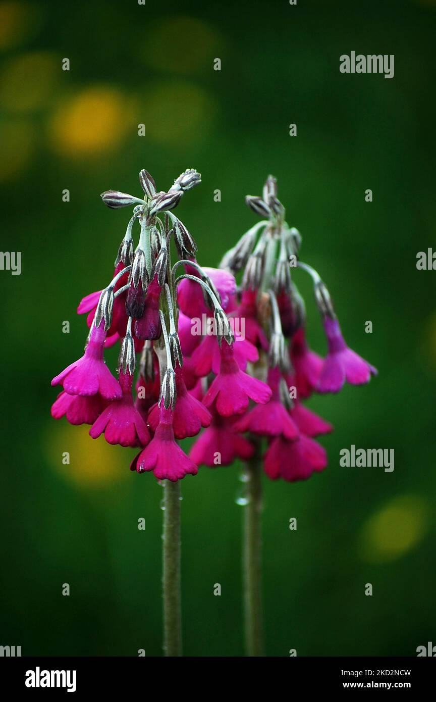 A closeup shot of beautiful violet primula secundiflora with delicate hanging petals Stock Photo