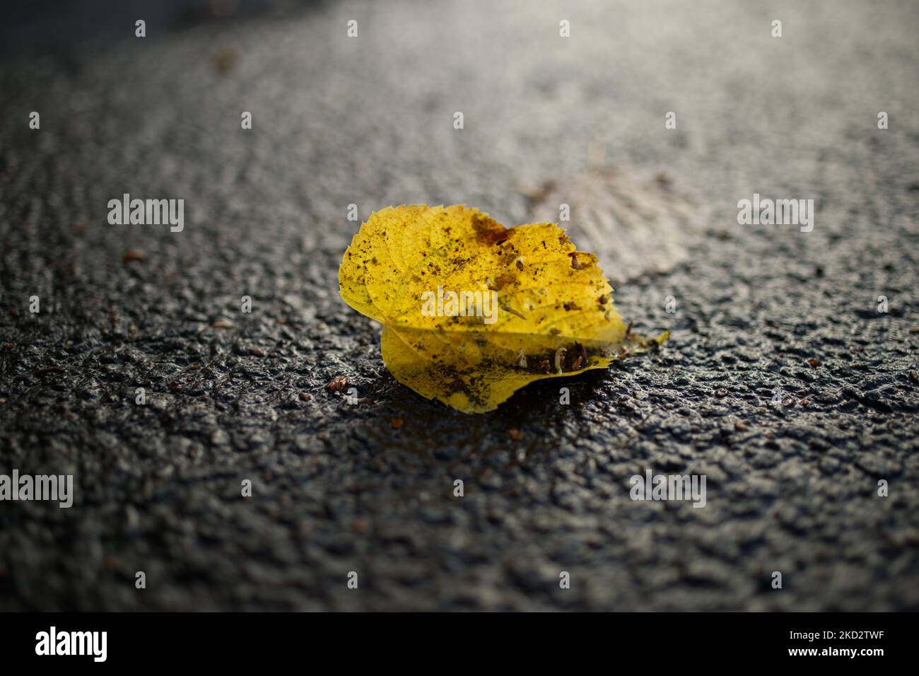 single yellow brownish leaf in backlight on asphalt ground Stock Photo
