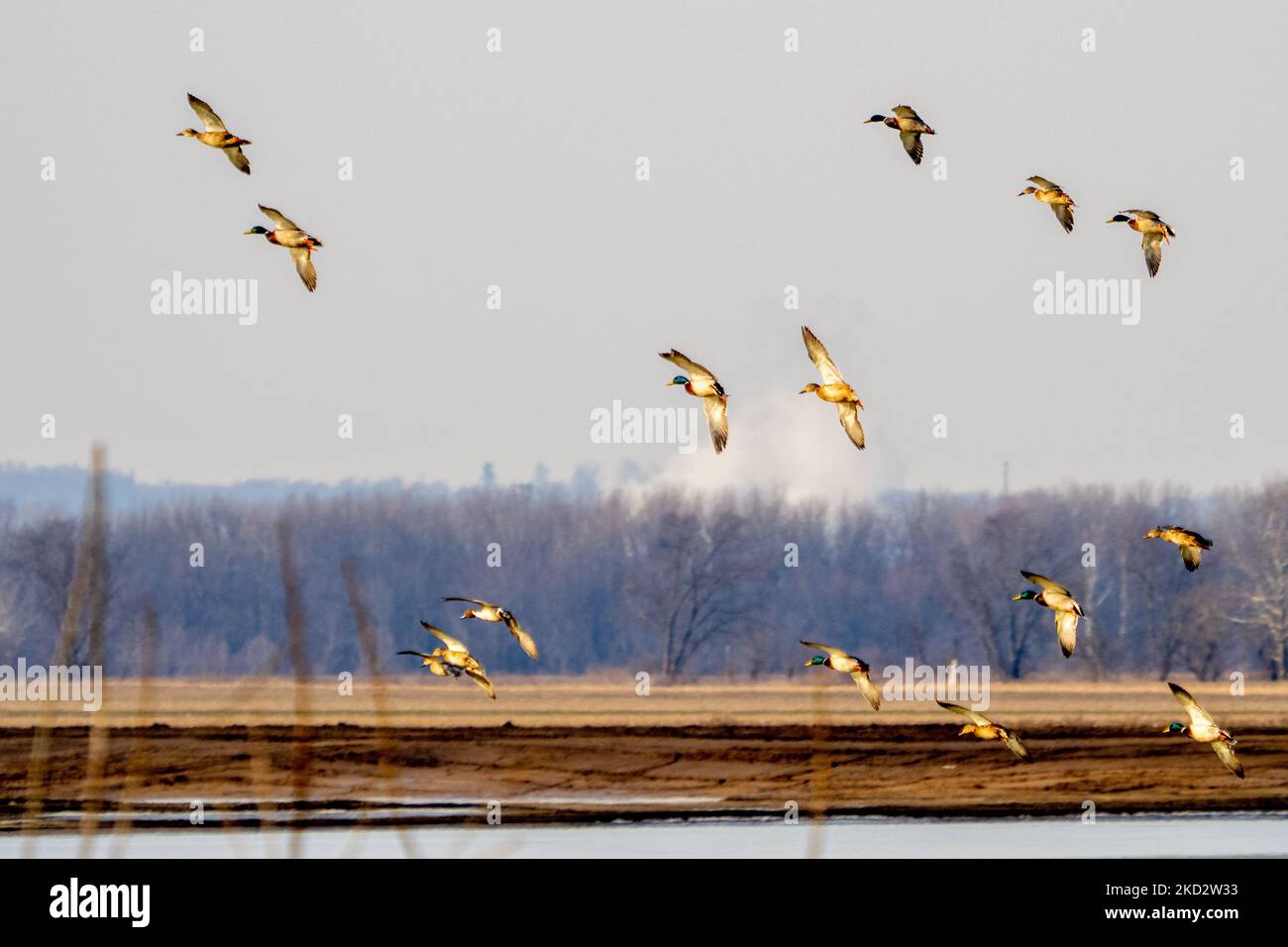 A flock of ducks is seen landing along the semi-frozen Great Miami River near Cleves, Ohio, February 16, 2022 (Photo by Jason Whitman/NurPhoto) Stock Photo