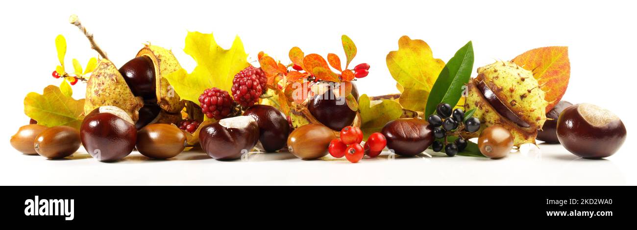 Chestnuts, Acorns, Autumn Leaves and Fruits isolated on white Background - Panorama Stock Photo