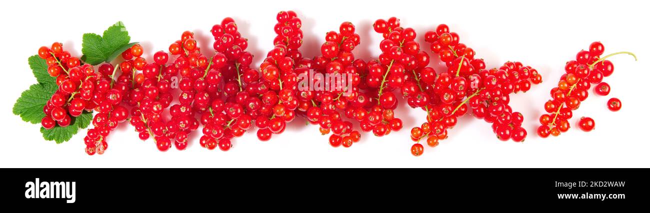 Red Currants Panorama with Leaves isolated on white Background Stock Photo