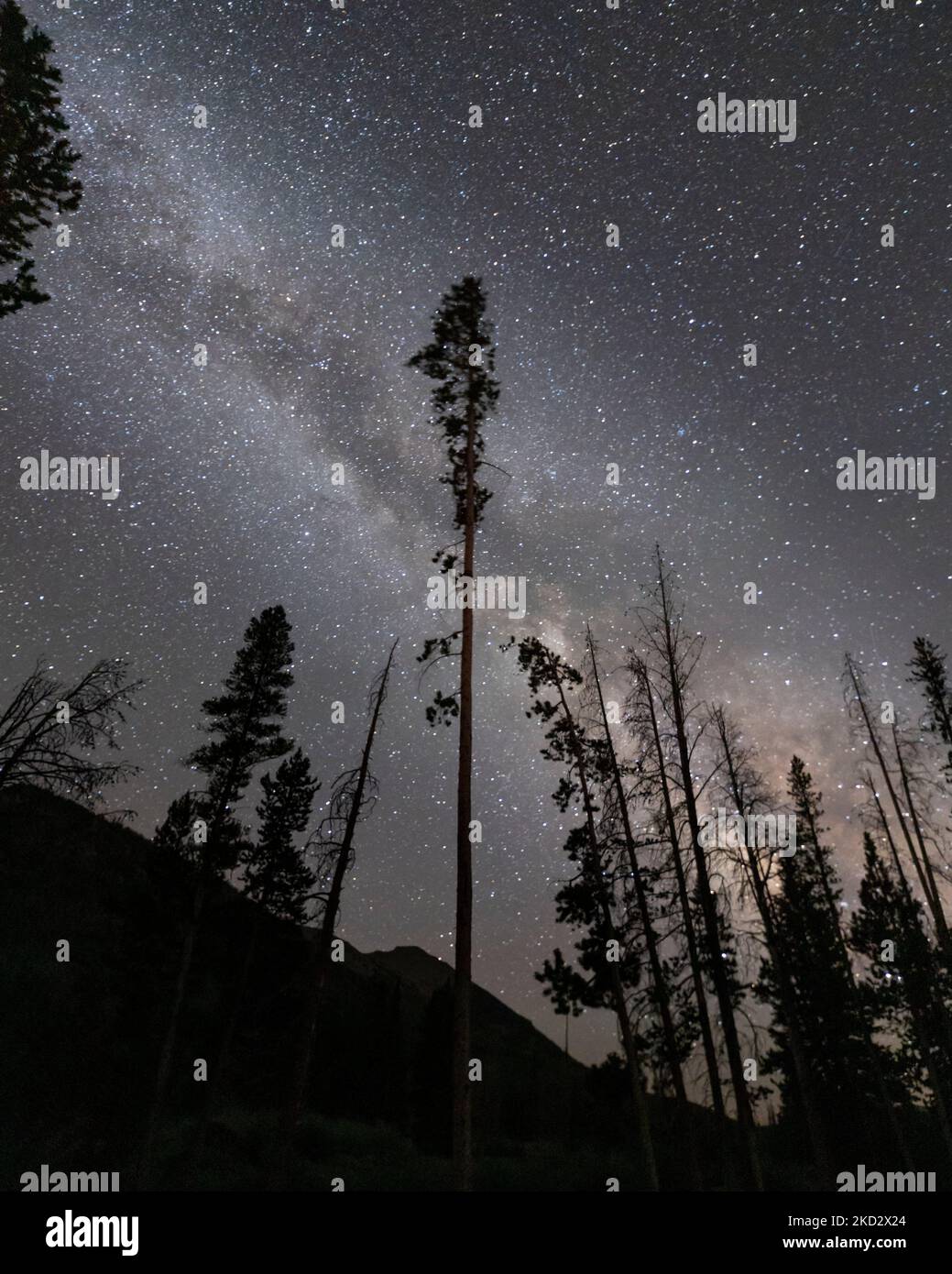 A vertical shot of the starry night sky over the evergreen forest Stock ...