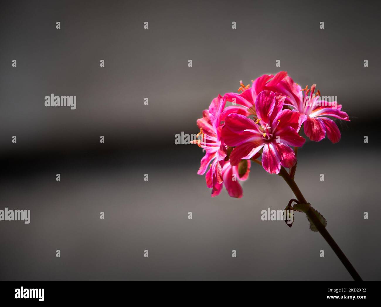 The macro view of Siskiyou lewisia plant flowers before the gray background Stock Photo