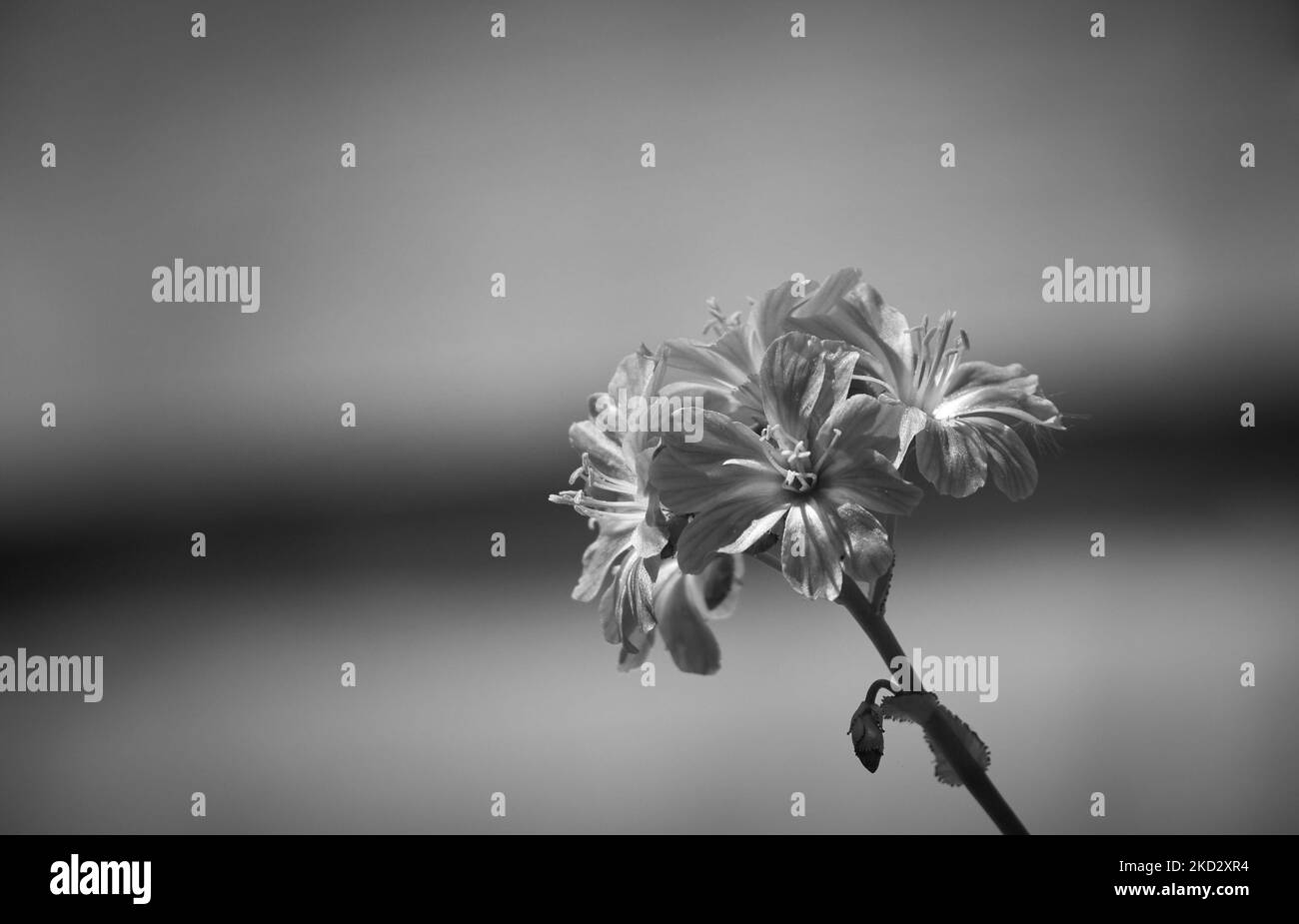 The macro grayscale view of Siskiyou lewisia plant flowers Stock Photo