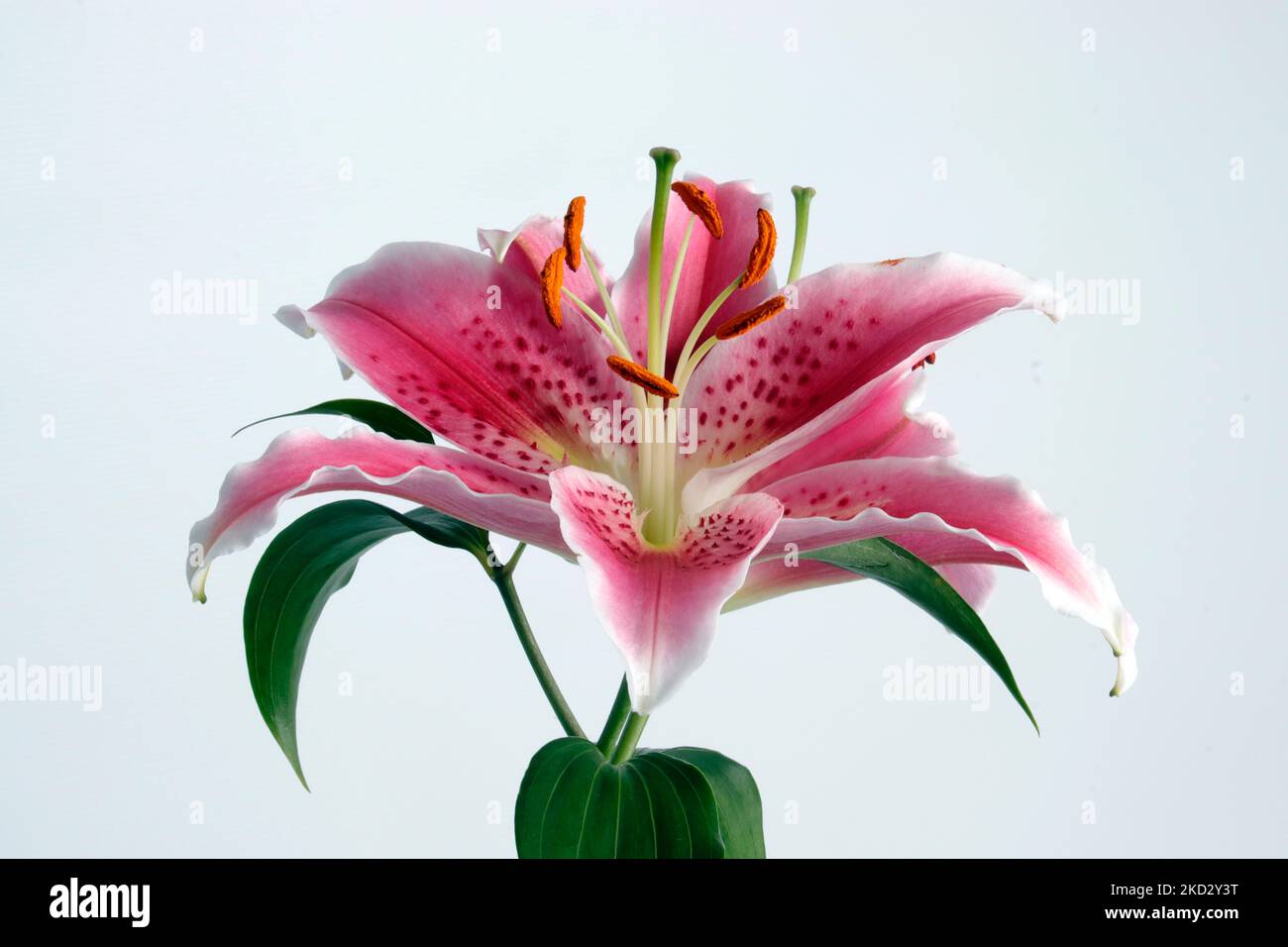 Studio Photograph of Oriental Pink Lily Stock Photo