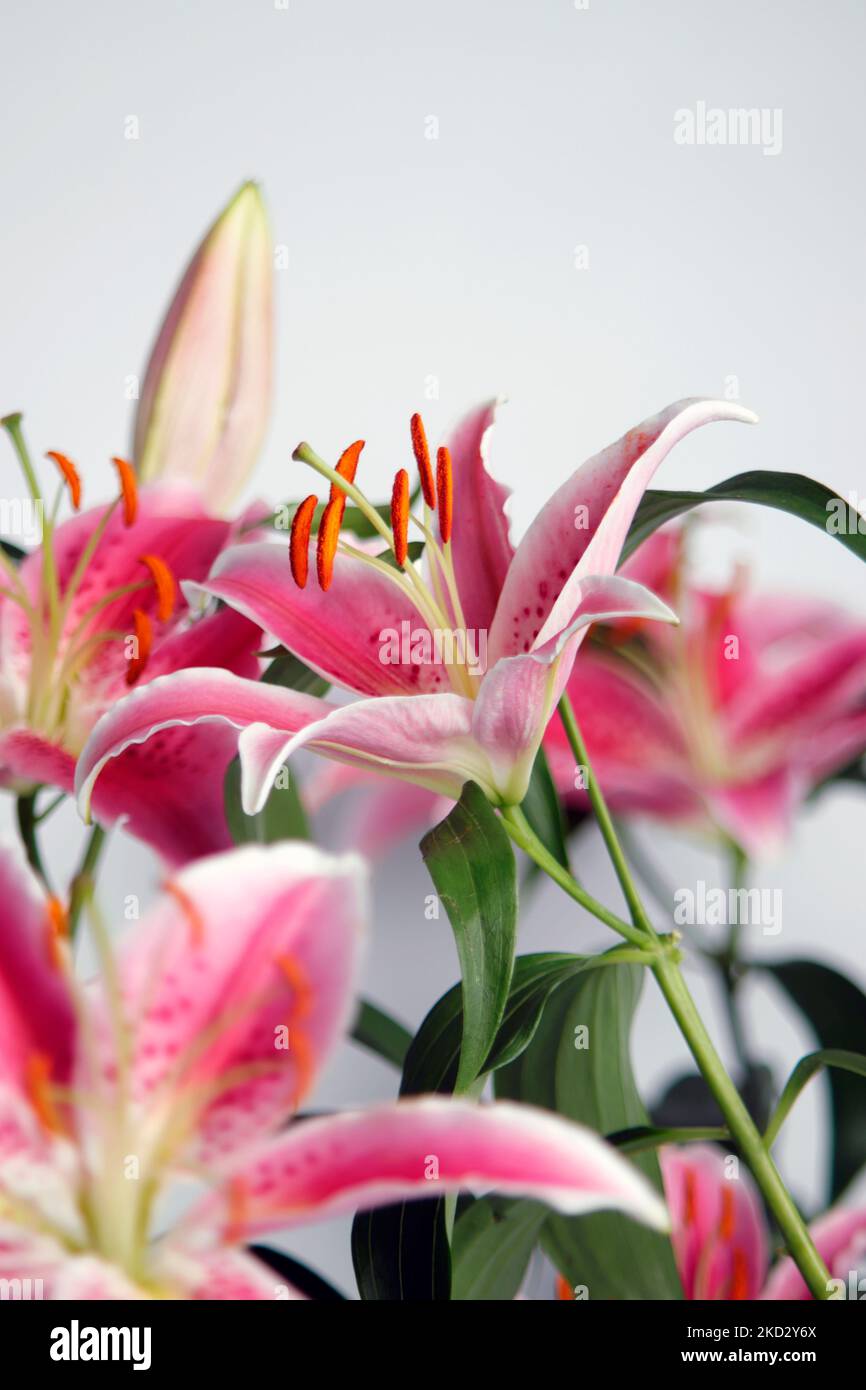 Studio Photograph of Oriental Pink Lily Stock Photo