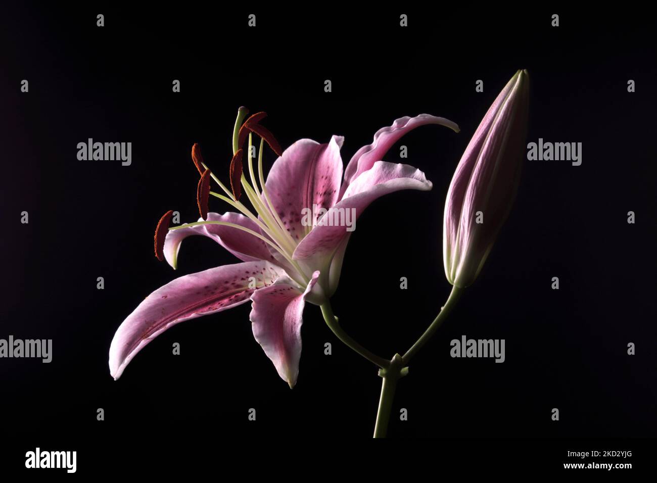 Low Key Studio Photograph of Oriental Pink Lily Stock Photo