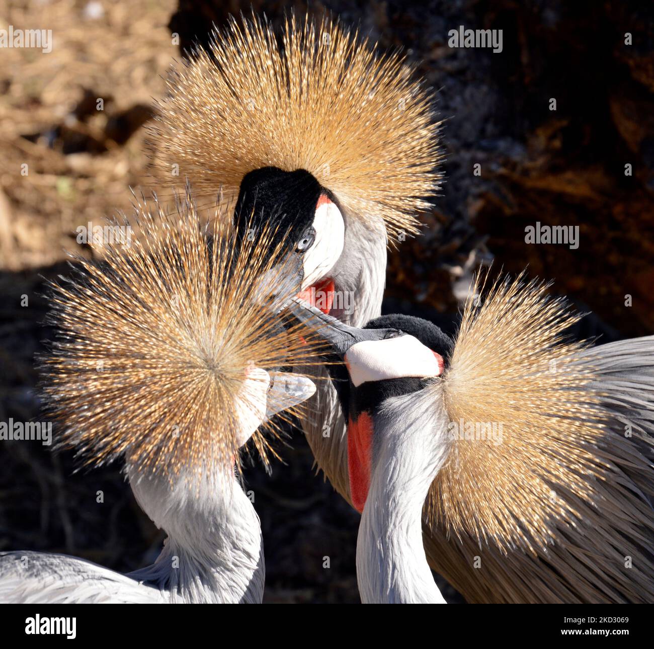 A square image of three Grey crowned cranes near each other Stock Photo ...