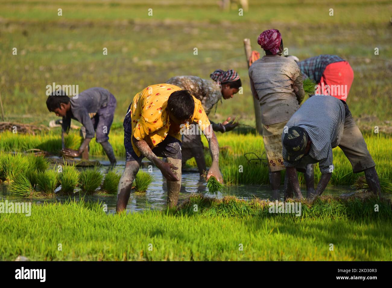 Farmers uproot rice seedlings in a paddy field on the outskirts of ...