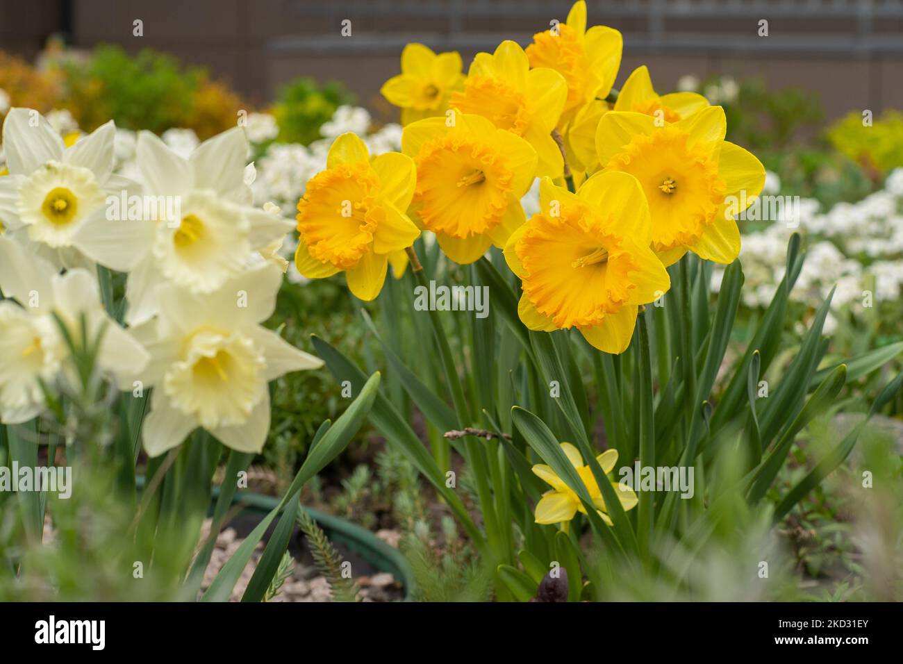 Yellow flowers daffodils in a flower bed. Spring flower Narcissus. Beautiful bush in the garden. Nature background. Spring flowering bulb Daffodil plants Stock Photo