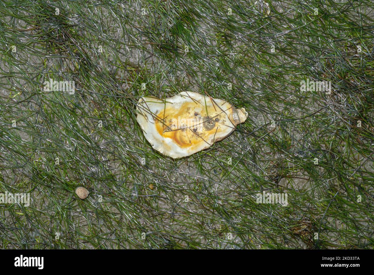 oyster shell in seagrass (Zostera noltii),North Sea,Germany Stock Photo