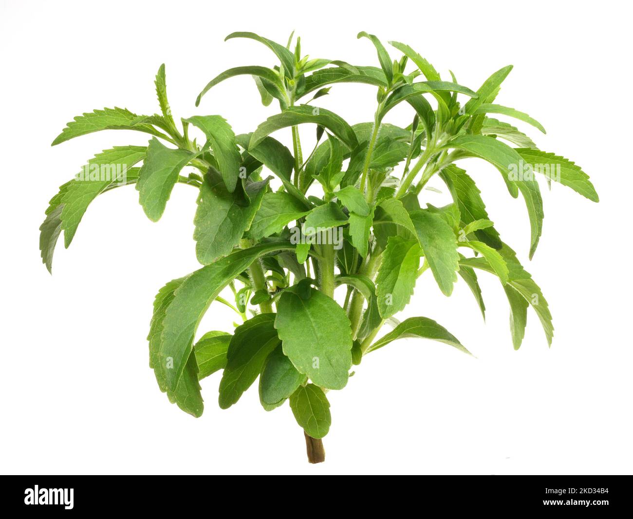 Stevia Leaves on white Background Stock Photo