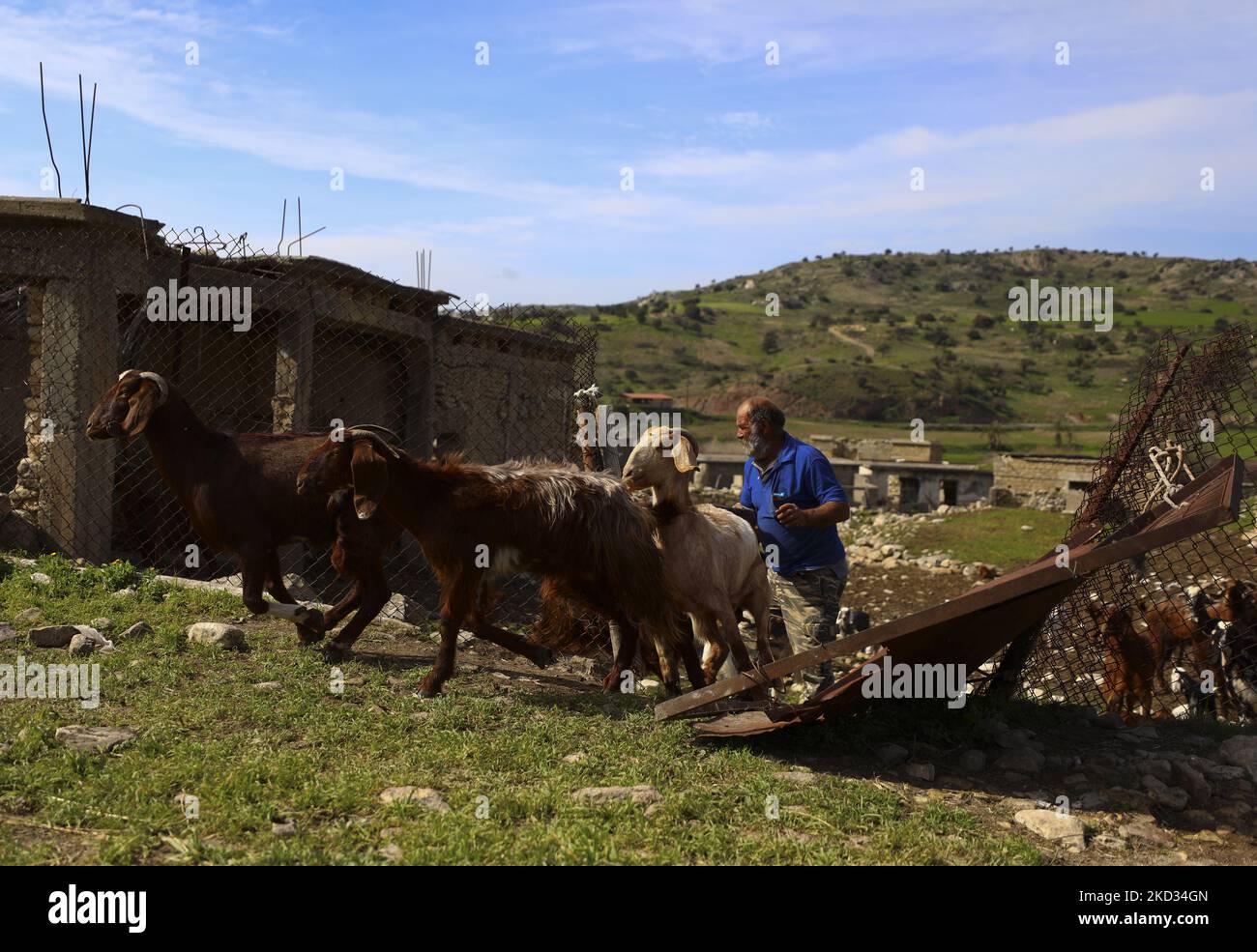A farmer releases sheep from a paddock in the abandoned village of Souskiou. Cyprus, Sunday, February 20, 2022. This is a small village, the main part of which was Turkish Cypriots. In 1958, few Greek Cypriots left the village due to the escalating conflict with the Turkish community. And in 1974, the remaining Turkish Cypriots migrated to the North. (Photo by Danil Shamkin/NurPhoto) Stock Photo