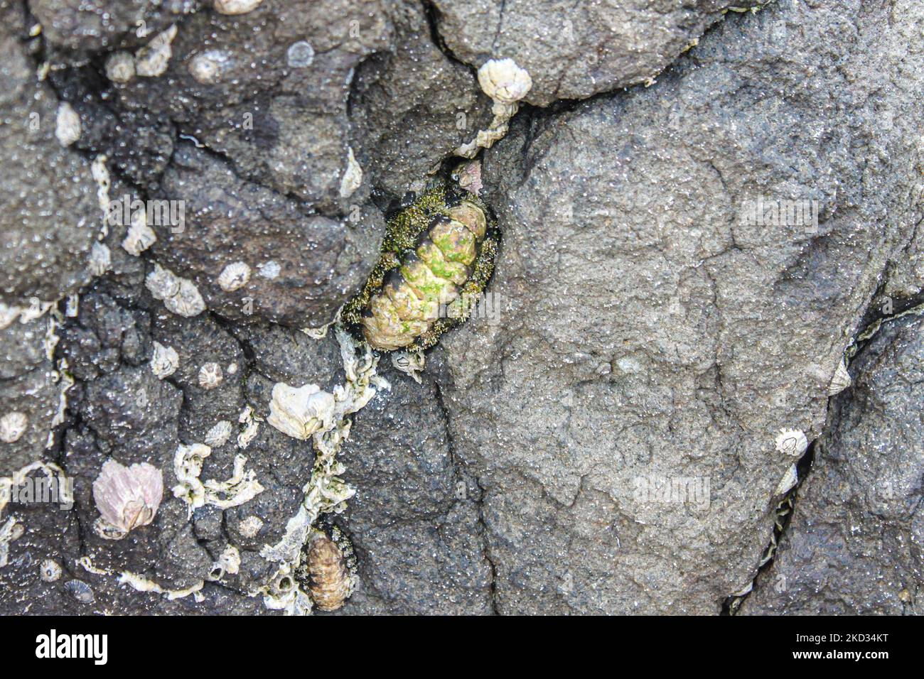 Rock barnacle semibalanus balanoides hi-res stock photography and ...