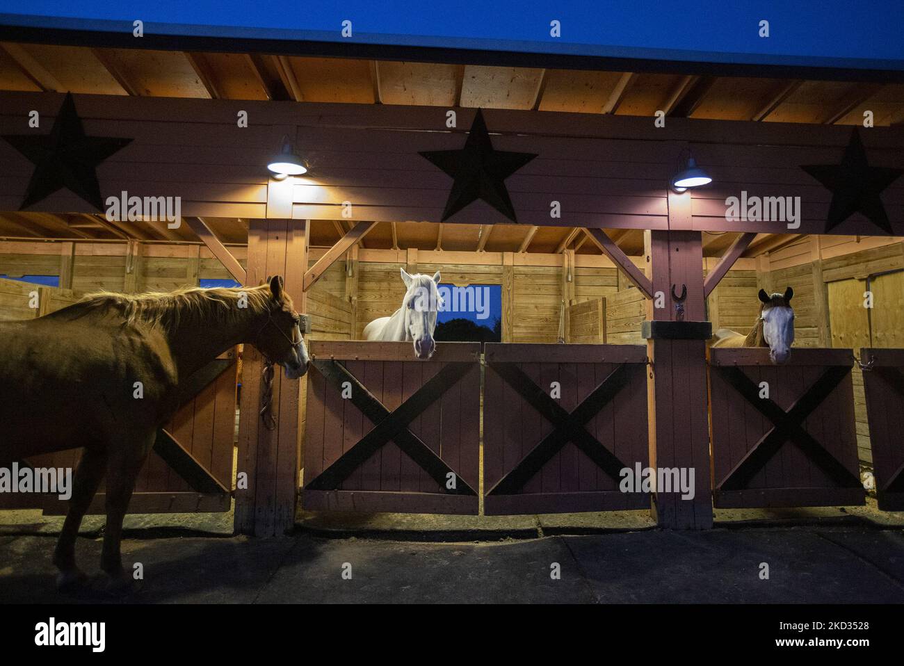 Healing power of horses hires stock photography and images Alamy