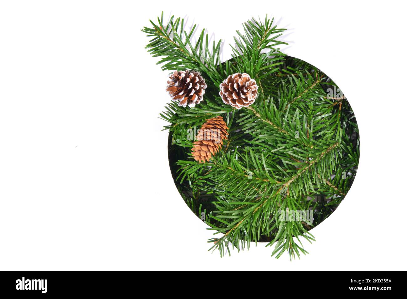 Christmas Fir Branches through round white Paper, with Fir Cones, isolated on white Background. Stock Photo