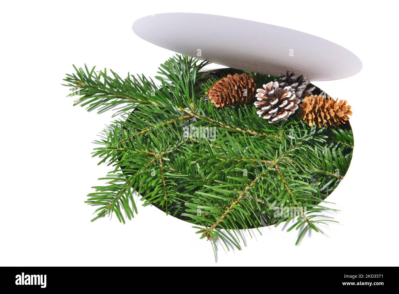 Christmas Fir Branches through round white Paper, with Fir Cones, isolated on white Background. Stock Photo
