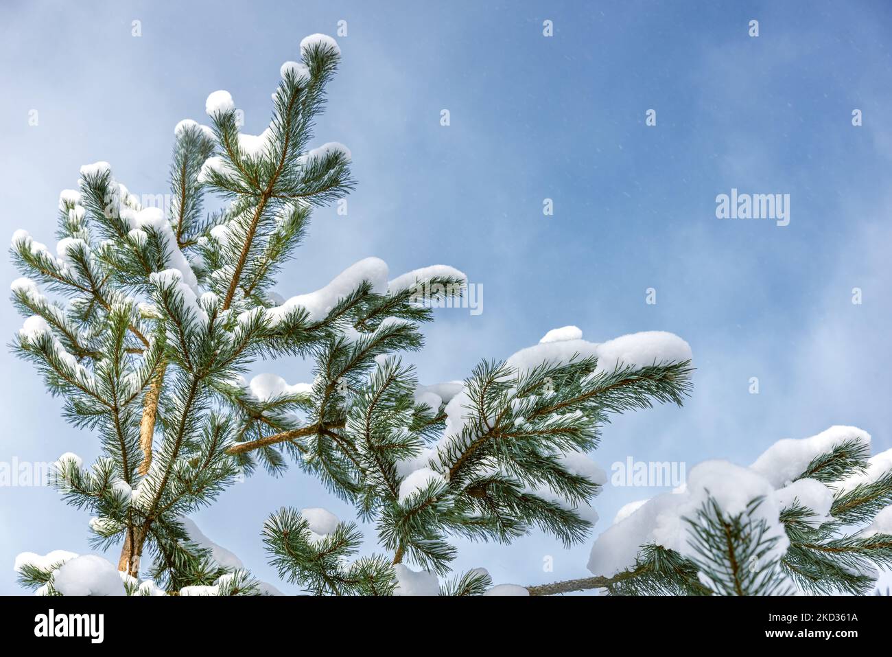 Pine tree branch covered with snow at blue sky background Stock Photo ...