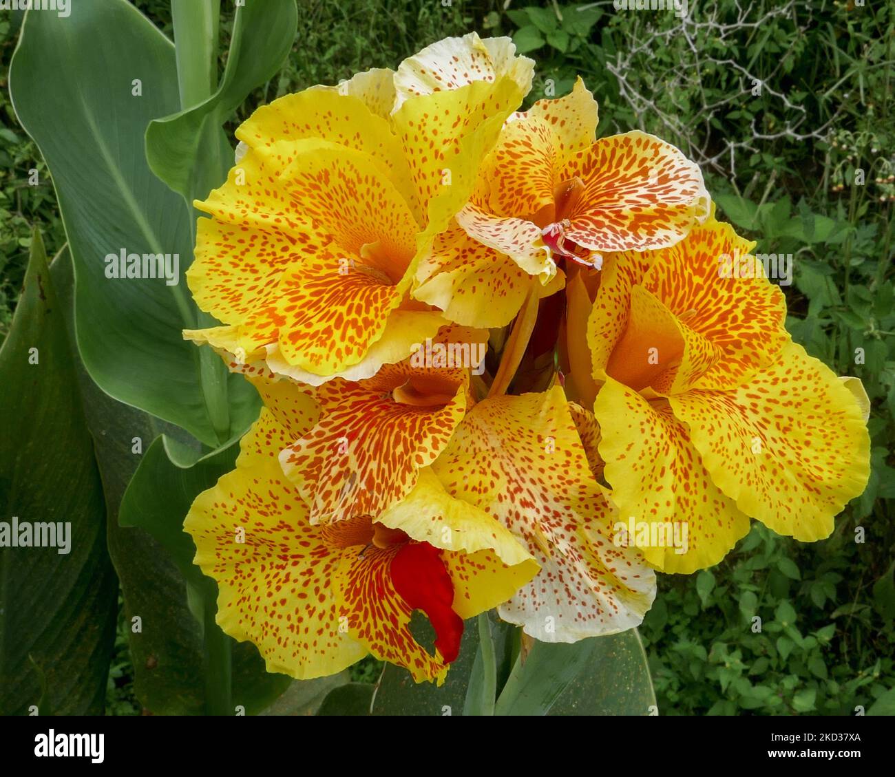 Closeup view of bright and colorful yellow and red canna lily flowers blooming on the slopes of Mahawu volcano, Tomohon, North Sulawesi, Indonesia Stock Photo