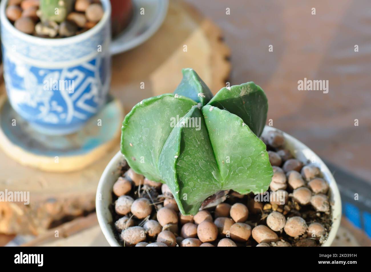 Astrophytum myriostigma, astrophytum myriostigma nudum or astrophytum myriostigma var nudum or cactus or succulent Stock Photo