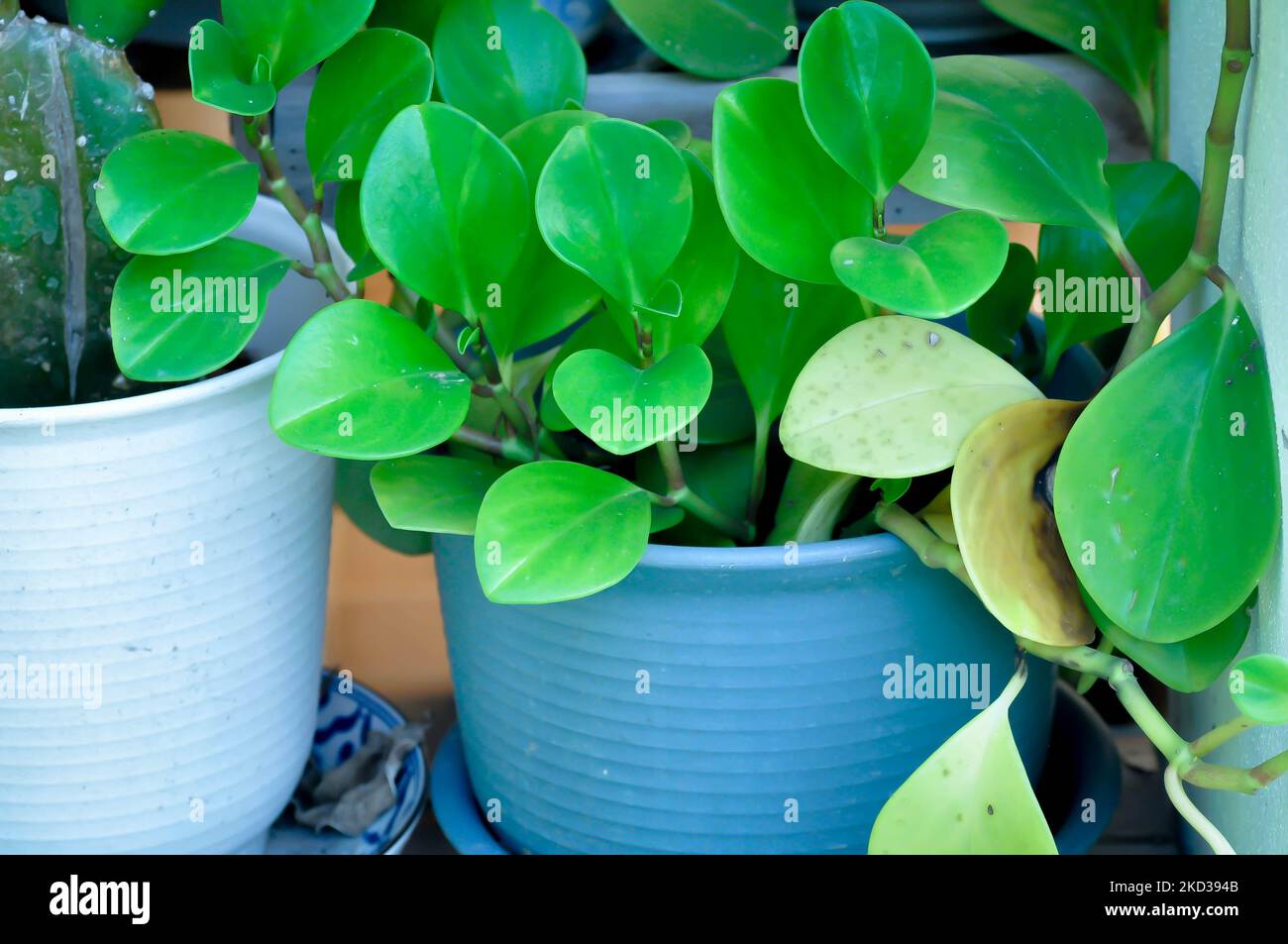 Peperomia obtusifolia, Baby Rubber Plant or Pepper Face or PIPERACEAE