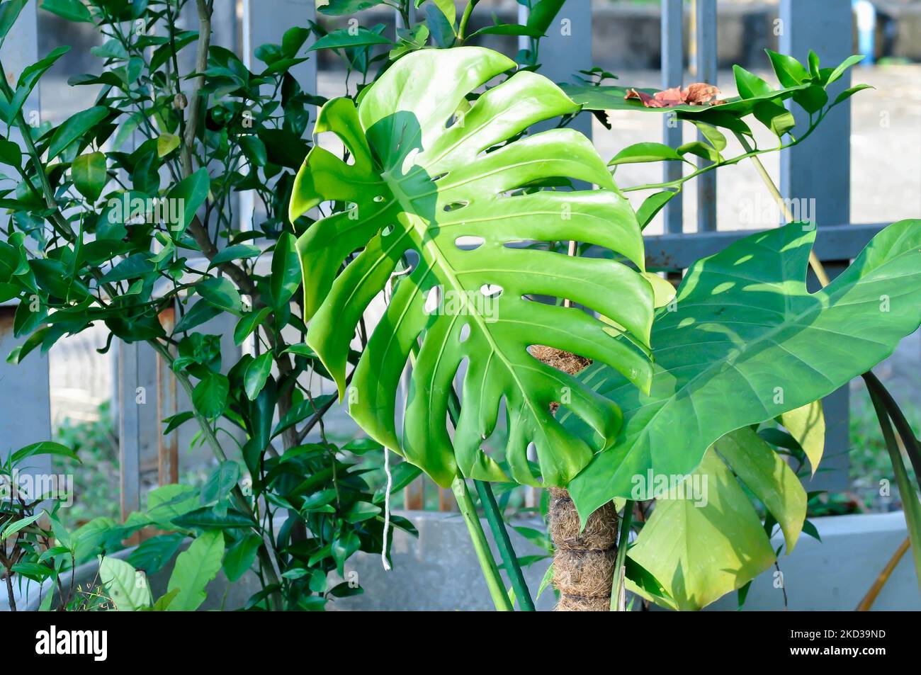Monstera, Herricane plant or Swiss cheese or Monstera deliciosa Liebm