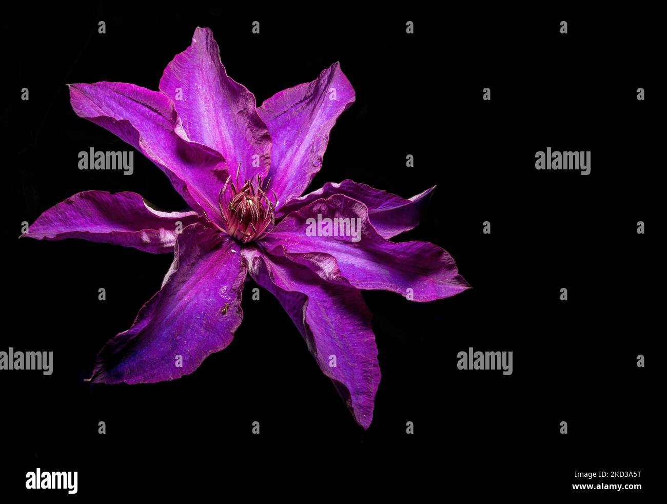 A macro closeup of Clematis lanuginosa on the black background Stock Photo