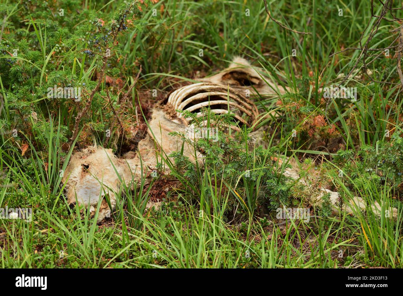 A closeup of a half-eaten dead wolf in a field covered in the grass Stock Photo