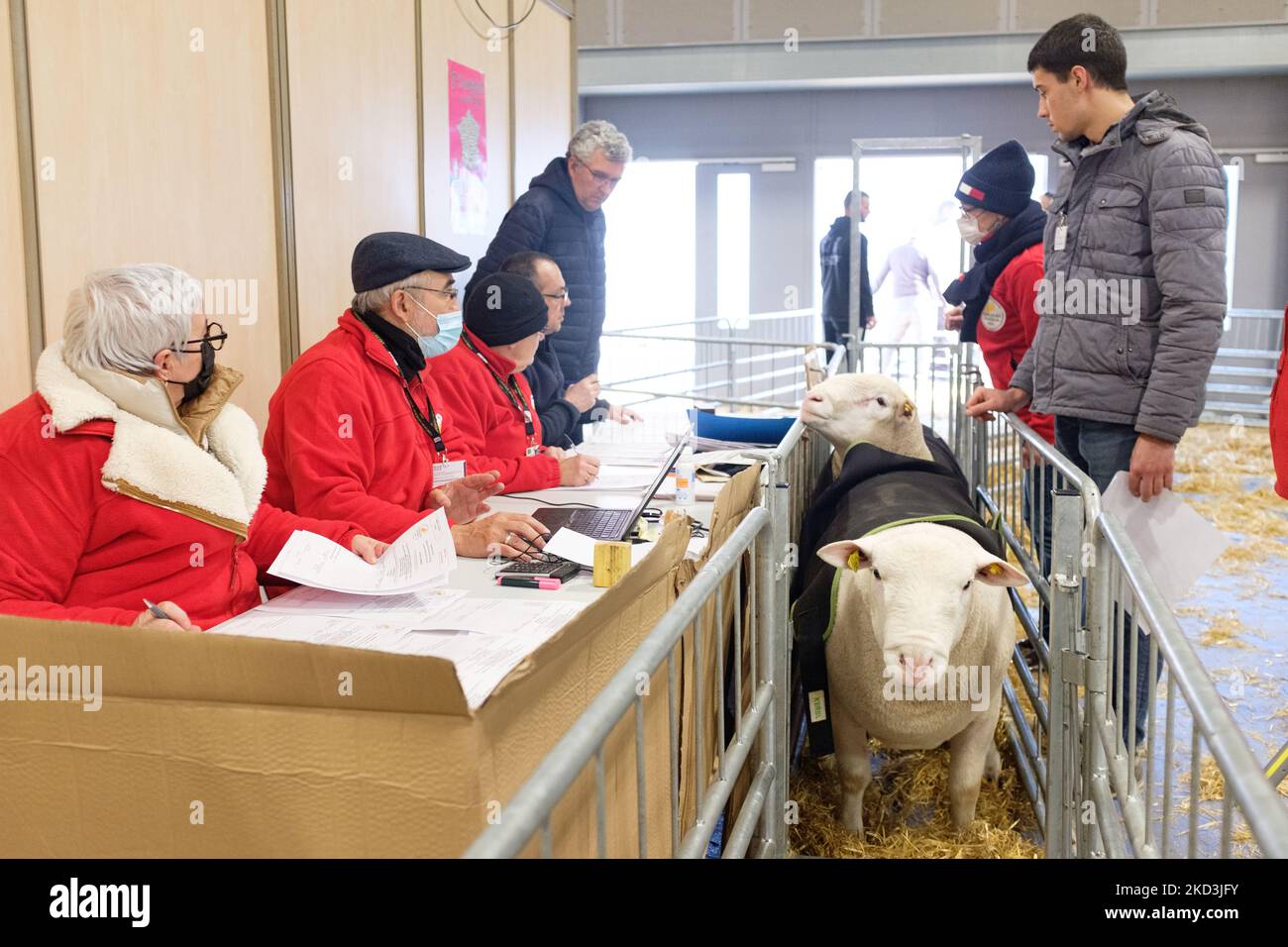 Sheep arrive at the show on the eve of the opening to the public of the 58th Paris International Agricultural Show (SIA), as animals and breeders arrived all day at the Parc des Expositions de la Porte de Versailles this February 25, 2022. (Photo by Samuel Boivin/NurPhoto) Stock Photo