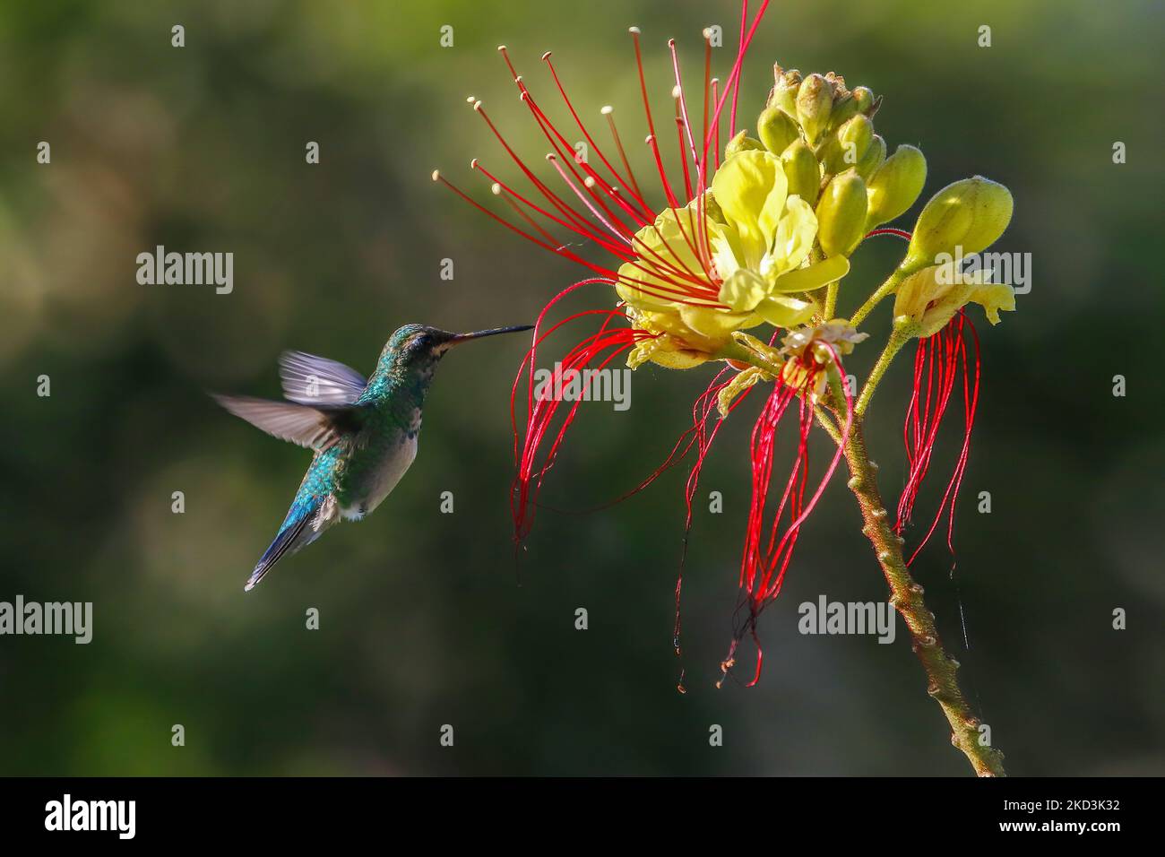 A closeup of a Broad-billed Hummingbird touching a Erythrostemon gilliesii plant with its beak Stock Photo