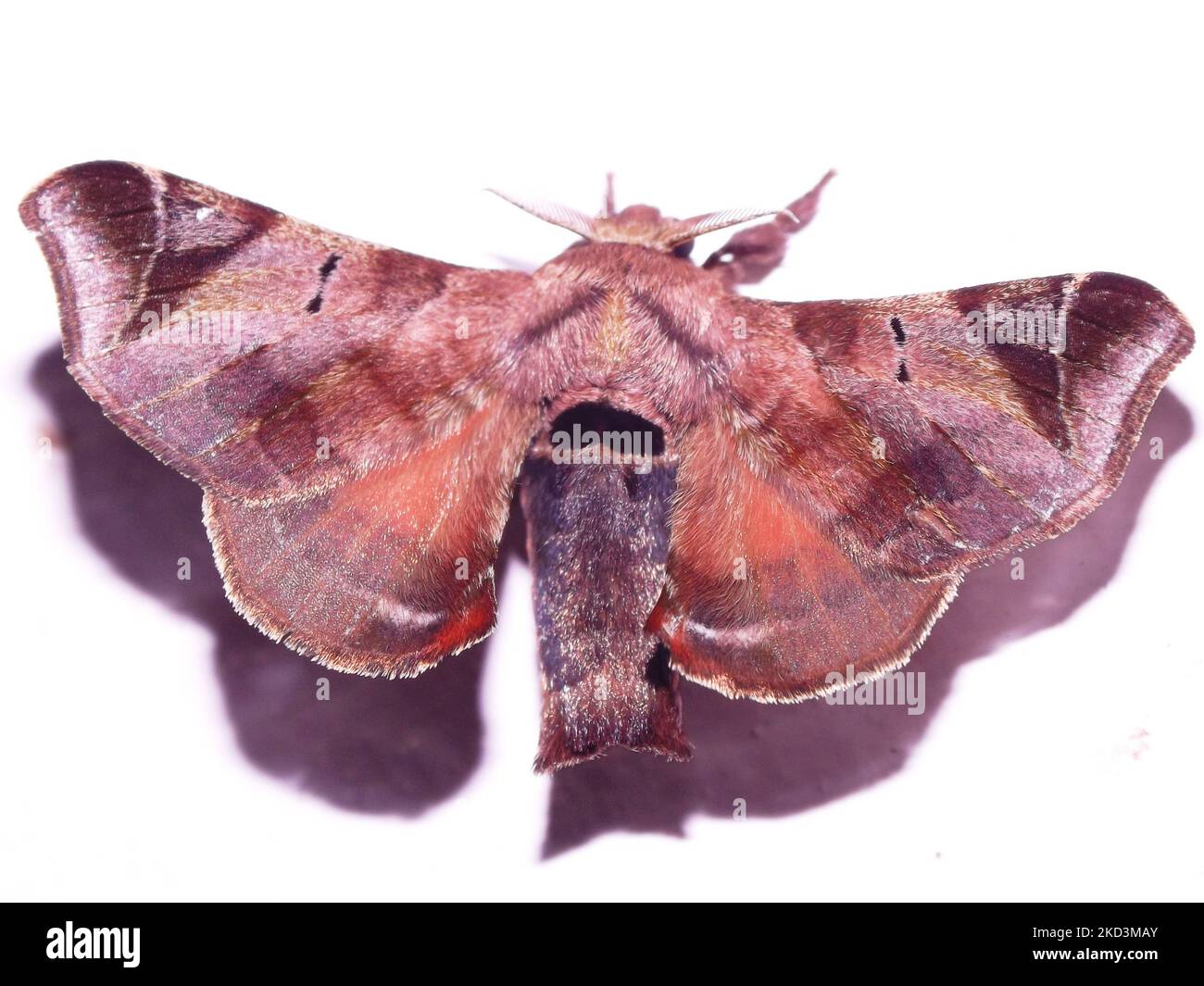 a tropical silk moth (family Bombycidae) indeterminate species isolated on a white background from the jungle of Belize Stock Photo