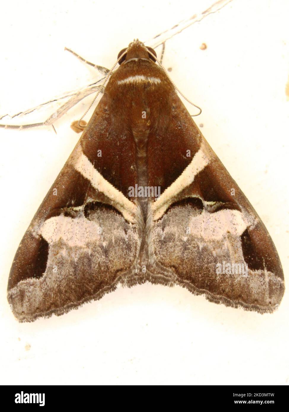 Erebid moth (family Erebidae) Erebinae; Melipotini - Melipotis fasciolaris species isolated on a white background from the jungle of Belize Stock Photo