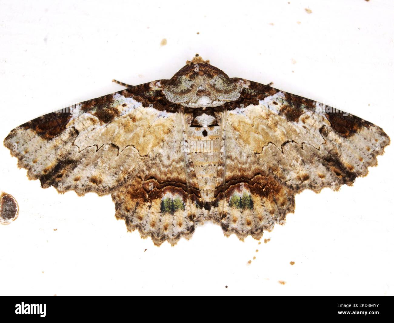 Erebid moth (family Erebidae) indeterminate species isolated on a white background from the jungle of Belize Stock Photo