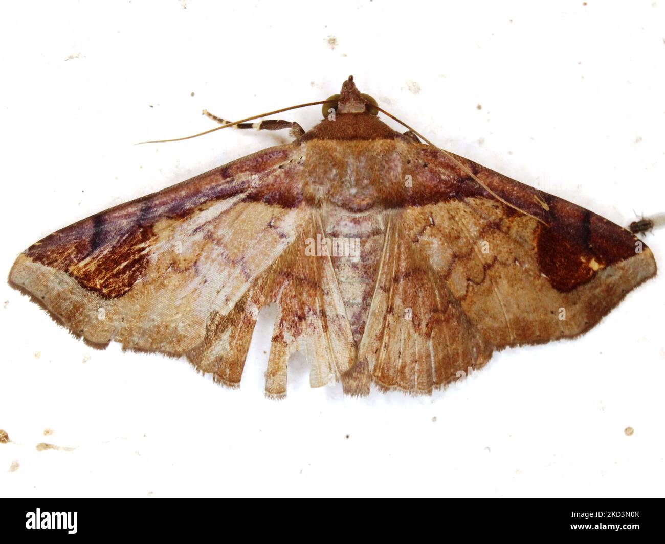 Erebid moth (family Erebidae) indeterminate species isolated on a white background from the jungle of Belize Stock Photo