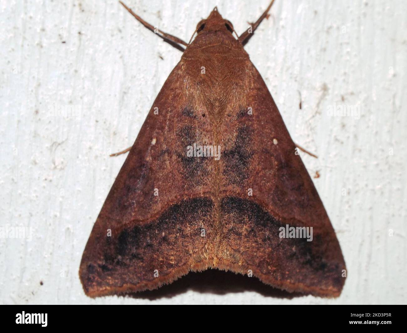 tropical moth indeterminate species isolated on a white background from ...