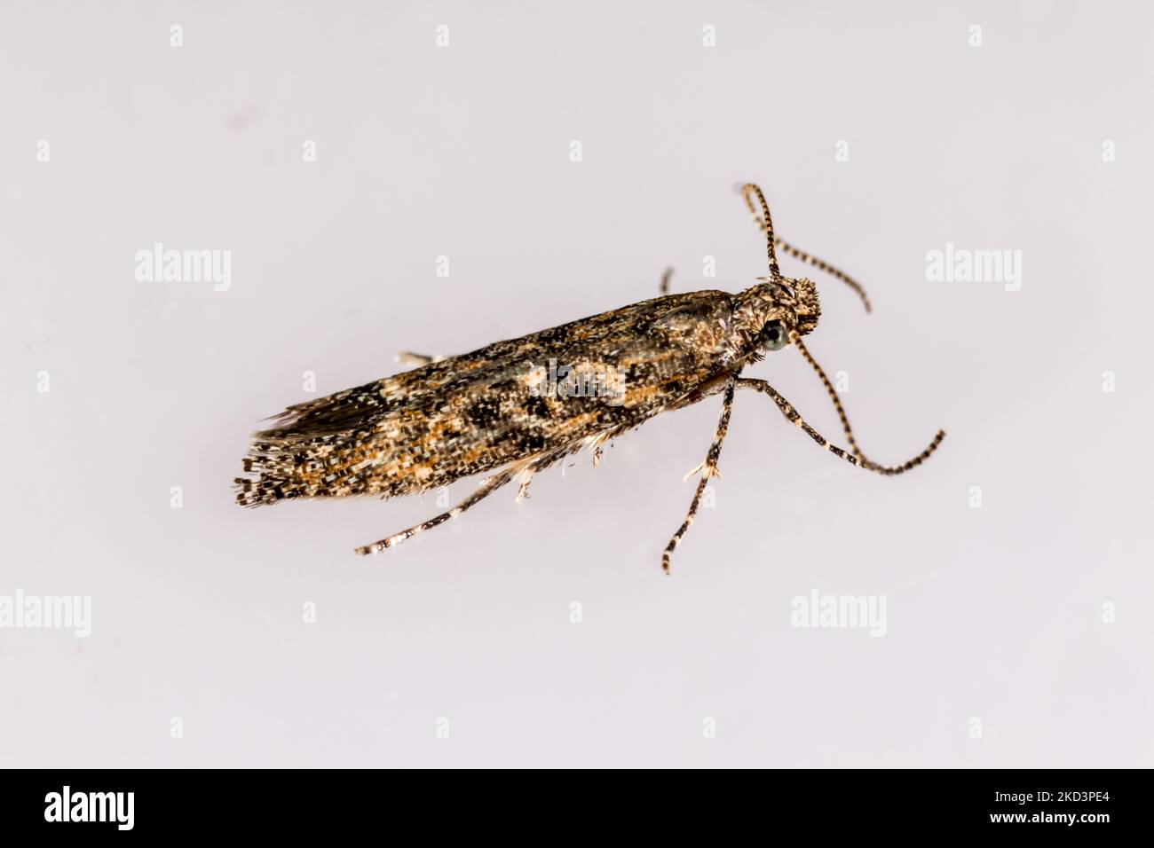 Tuta absoluta (Meyrick, 1917) - Gelechiidae, Gelechiinae - Tomato Leafminer moth on a neutral background.  A serious pest of tomato crops. Stock Photo