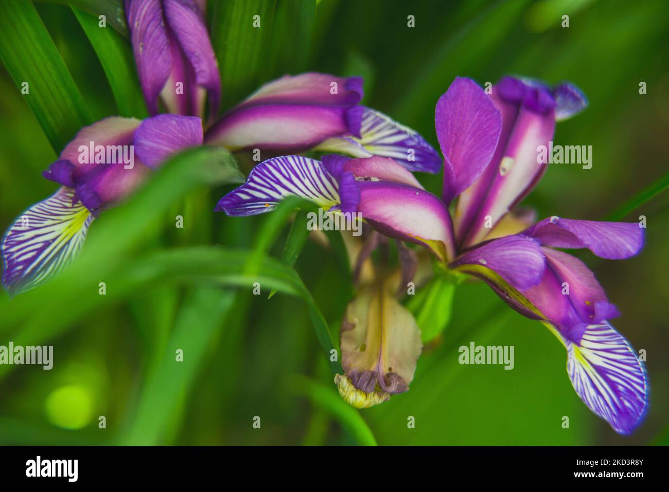 Iris graminea on blurred background.  Stock Photo