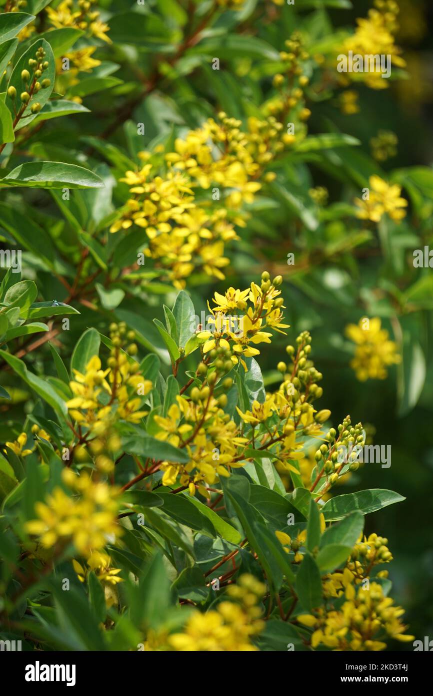 Galphimia glauca (Also called Rain of gold) flower. The plant’s dried leaves and flowers are