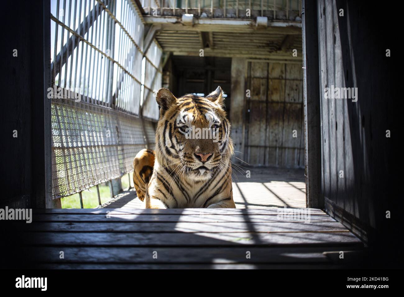 Team member of the global animal welfare organisation FOUR PAWS is ...
