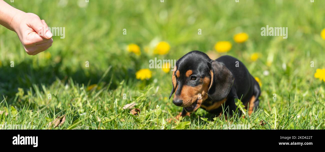cute small sausage puppy dog outside in nature on grass Stock Photo Alamy