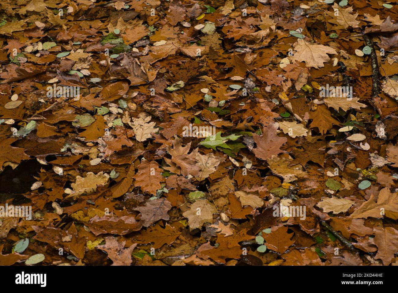 A high angle shot of autumn leaves Stock Photo - Alamy