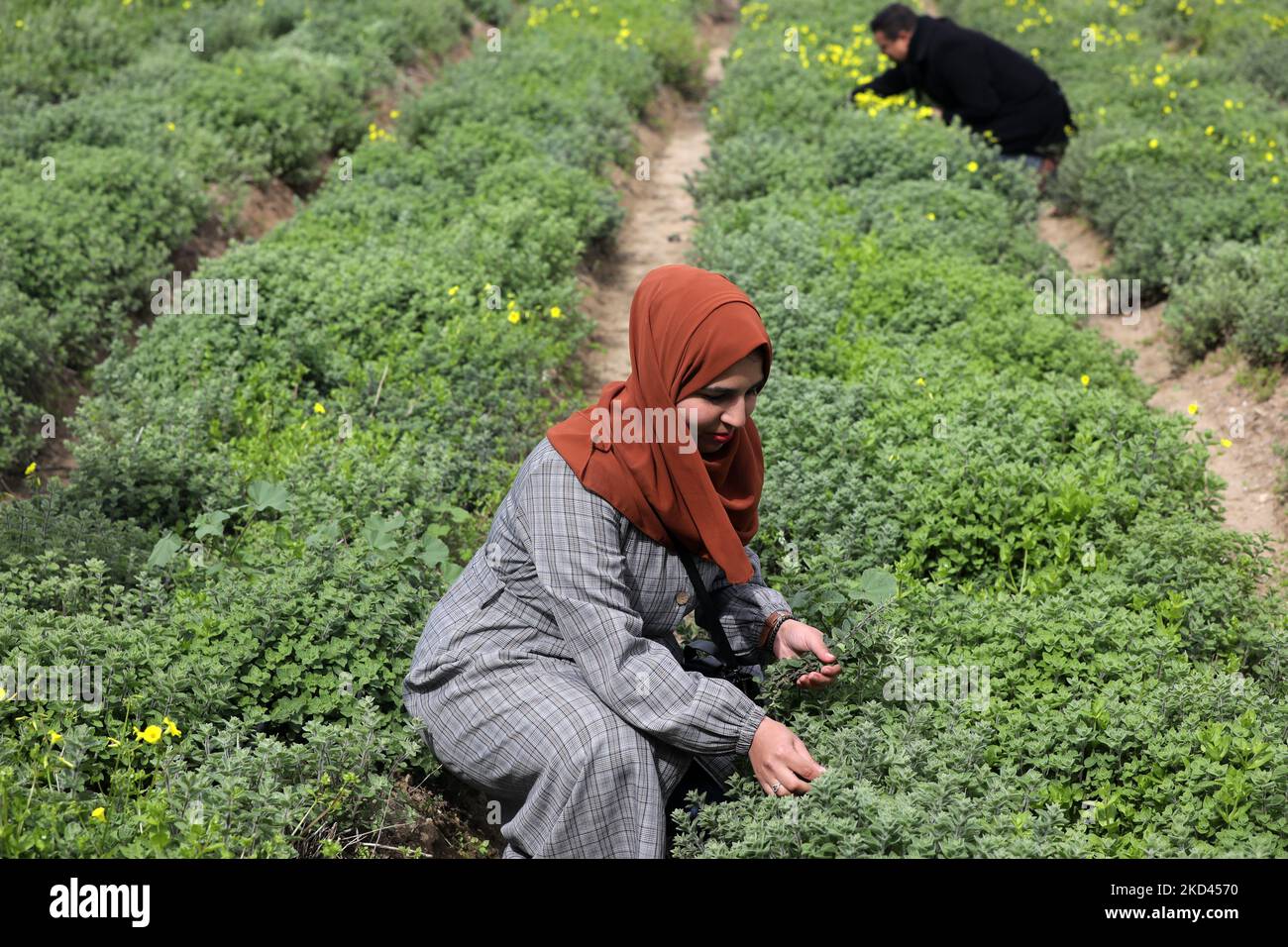 Palestinians pick thyme plants at a farm near the Erez crossing with Israel in Beit Hanoun in the northern Gaza Strip on March 3, 2022. (Photo by Majdi Fathi/NurPhoto) Stock Photo