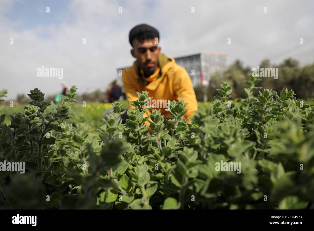 A Palestinian farmer picks thyme plants at a farm near the Erez crossing with Israel in Beit Hanoun in the northern Gaza Strip on March 3, 2022. (Photo by Majdi Fathi/NurPhoto) Stock Photo