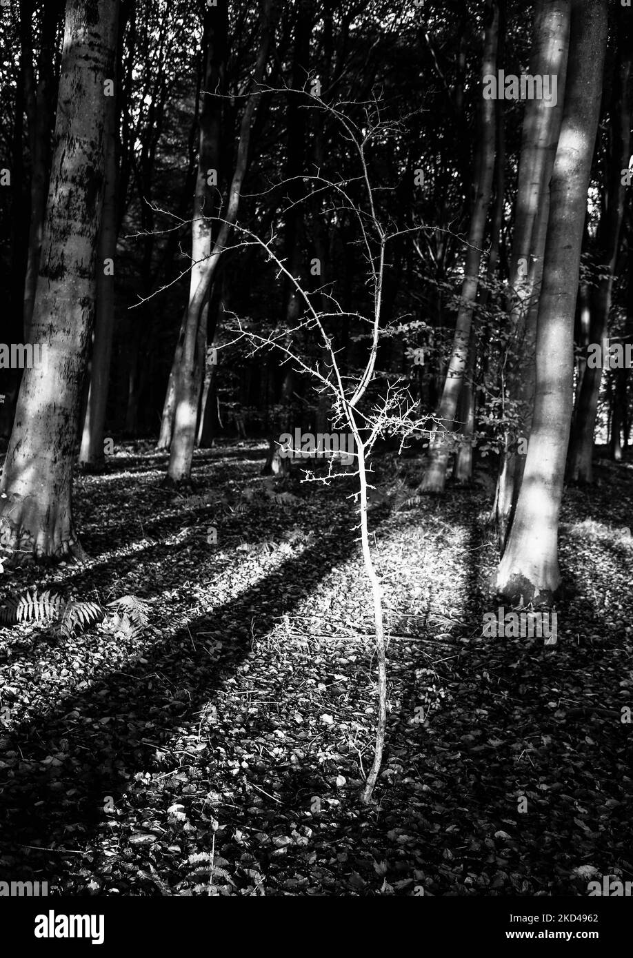 Sunlit trees Black and White Stock Photos & Images - Alamy