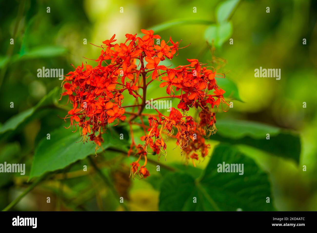 A beautiful closeup shot of orange flowers of clerodendrum in nature Stock Photo